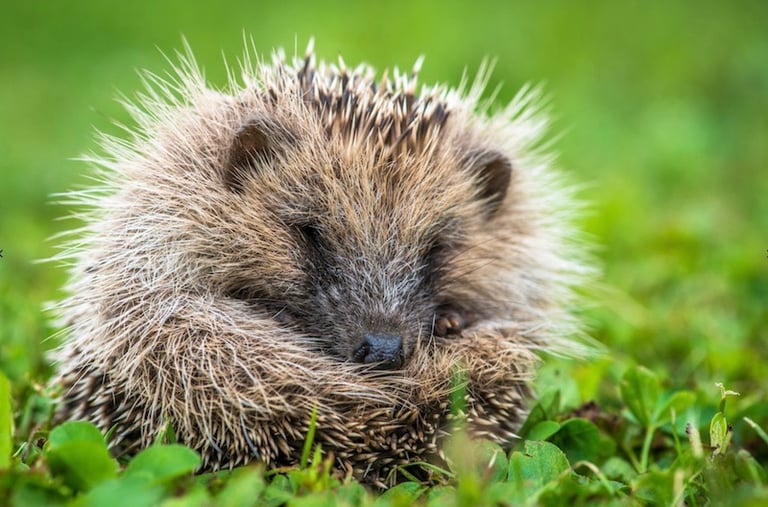 Hedgehog