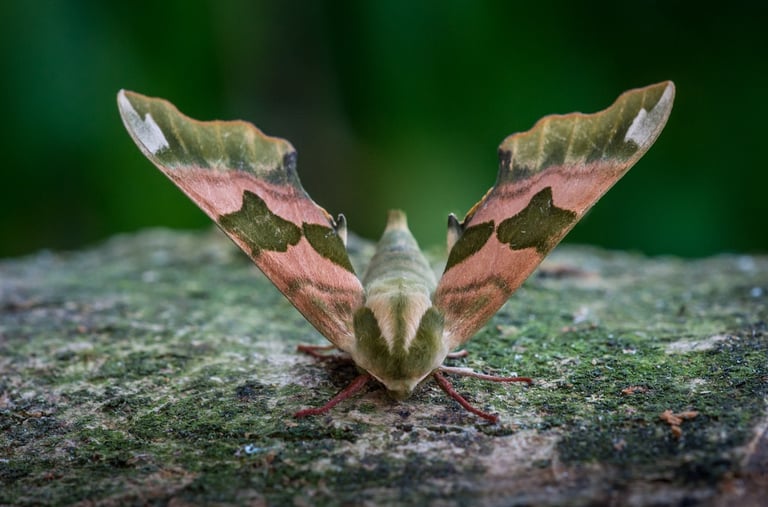 Lime Hawkmoth