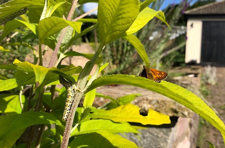 Skipper and caterpillar on buddleia in a garden