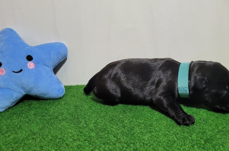 Chiot Schnauzer en action