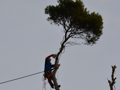 Elagage à Uzès 30700