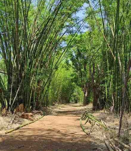 “Front view of old bamboo forest used for traditional bamboo salt production in India”