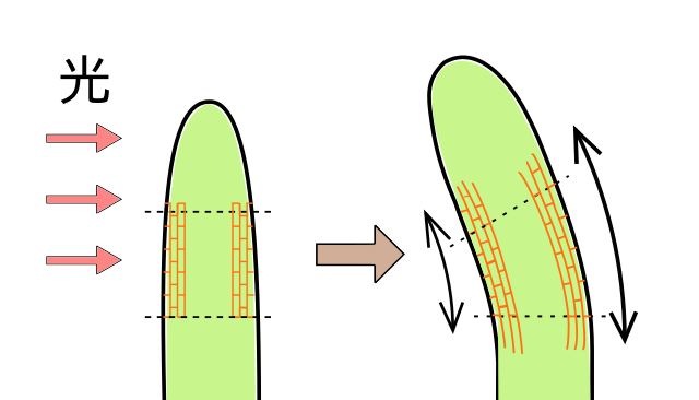 courbure de la tige entrainant le mouvement dû à une élongation asymétrique des cellules périphériqu