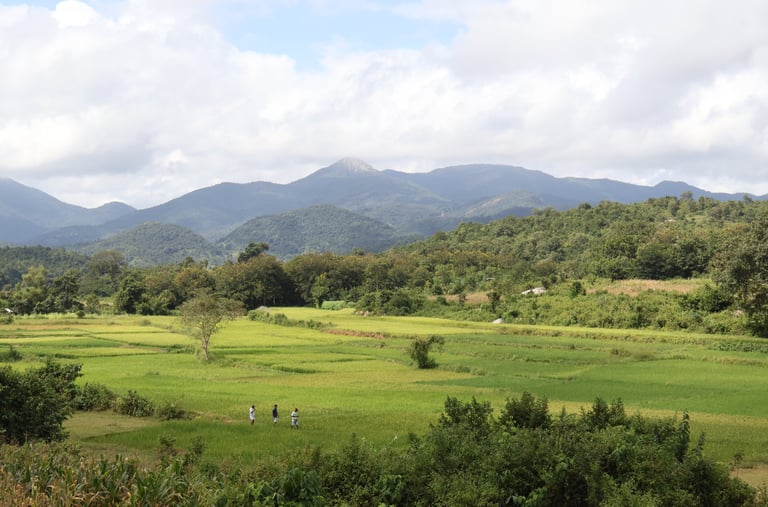 A photo showing green rice fields with hills in the background.