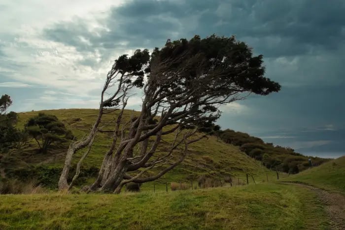 Arbre couché par le vent dans un paysage pastotal