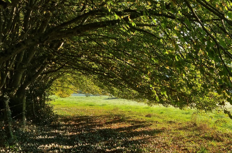 Vague de branches à la lisière