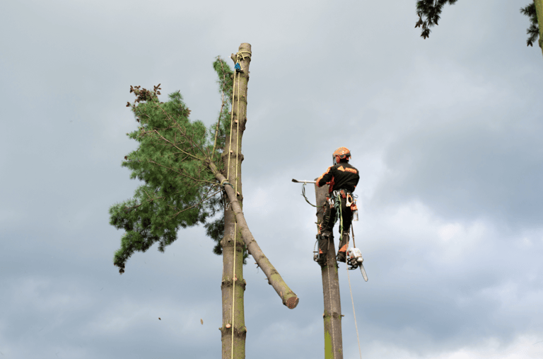 Large Tree Removal