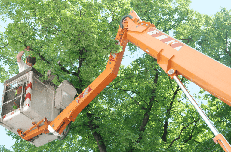 Tree Trimming