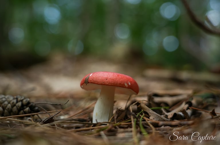 Natuur