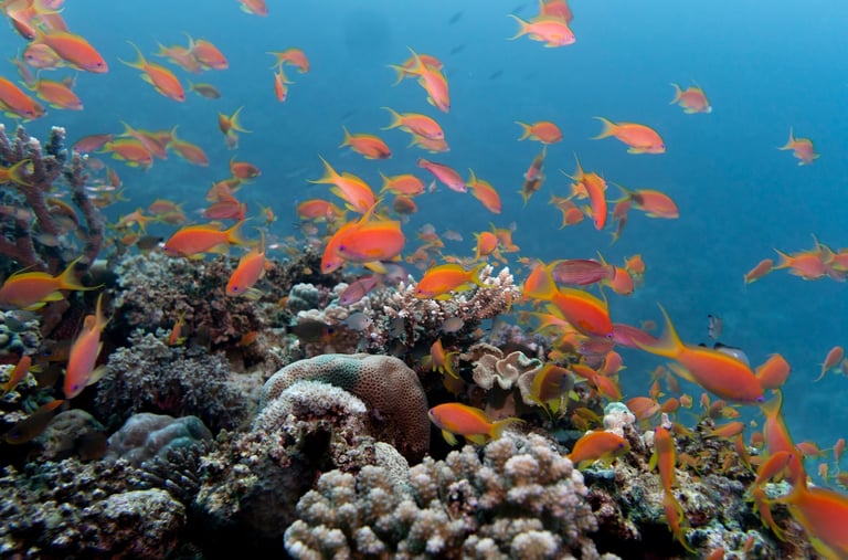 Snorkelling in Red Sea