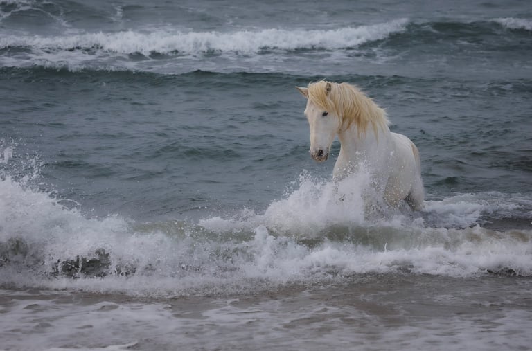 A majestic white Camargue horse running through crashing ocean waves on a beach.