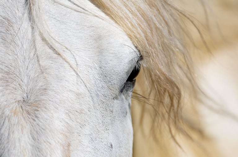 Extreme close-up of a white horse eye and blonde mane with soft natural lighting.