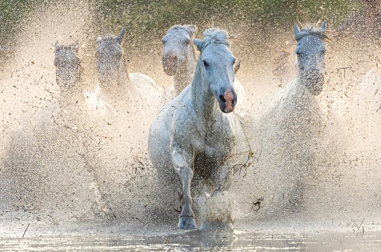 A herd of wild white Camargue horses galloping through water with dramatic splashing.