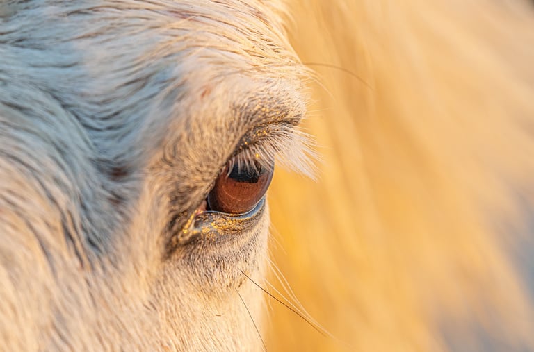 Close-up profile of a white horse's eye with long lashes and golden sunlight highlighting the fur.