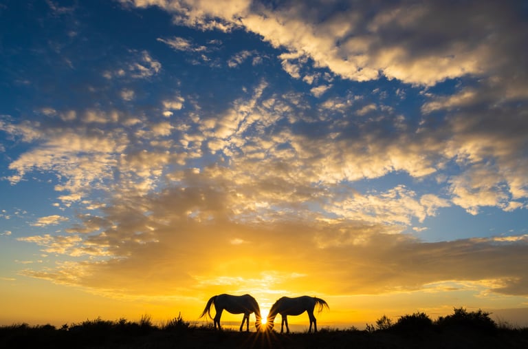 Silhouette of two horses grazing on a hill under a dramatic golden sunset sky with wispy clouds.