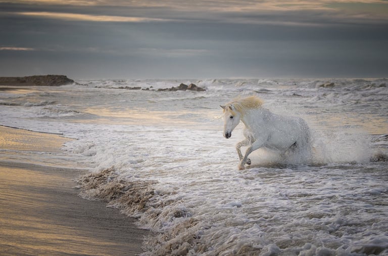 A majestic white Camargue horse galloping through ocean waves on a sandy beach at sunset.