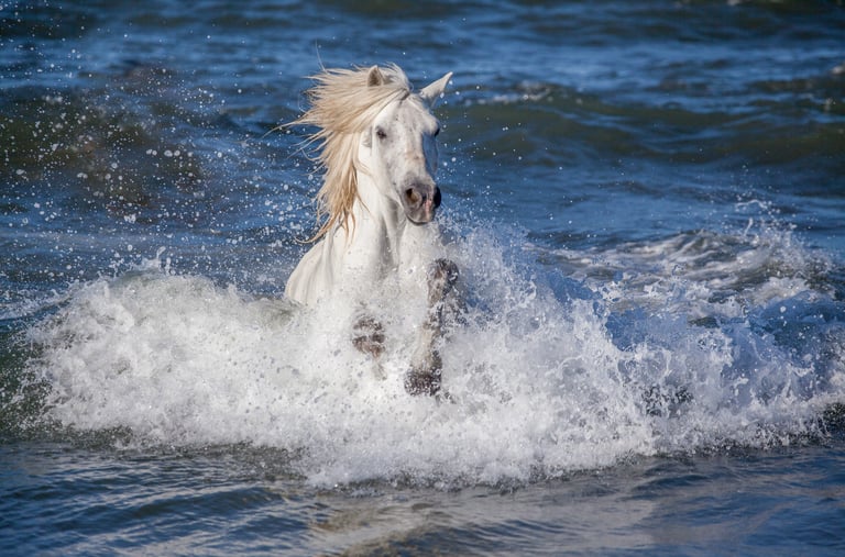 A white Camargue horse galloping through ocean waves with splashing water and a flowing mane.