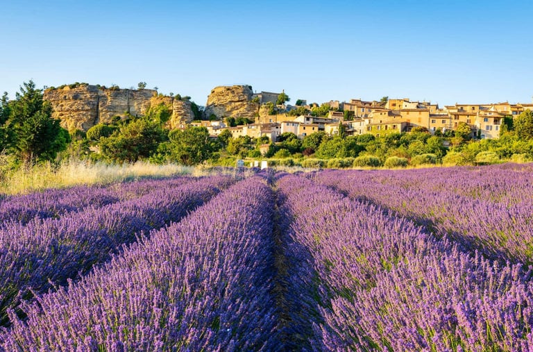 Les champs de Lavande du Luberon à Saignon