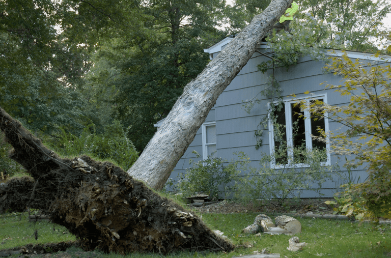 Emergency Tree Service