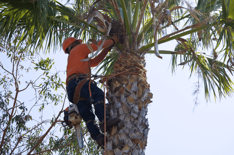 Palm Tree Service