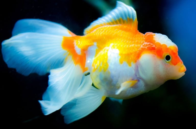 Boutique goldfish selection raised for health, integrity, and high color