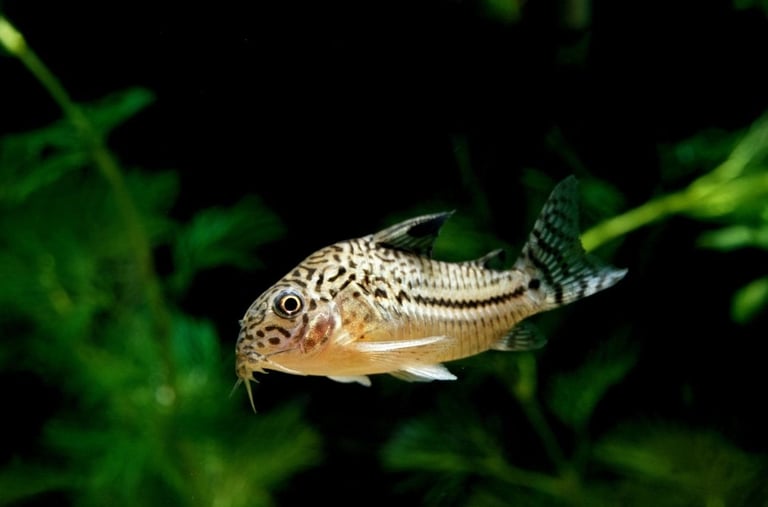 Studio-raised pygmy corydoras perfect for nano aquariums and high color
