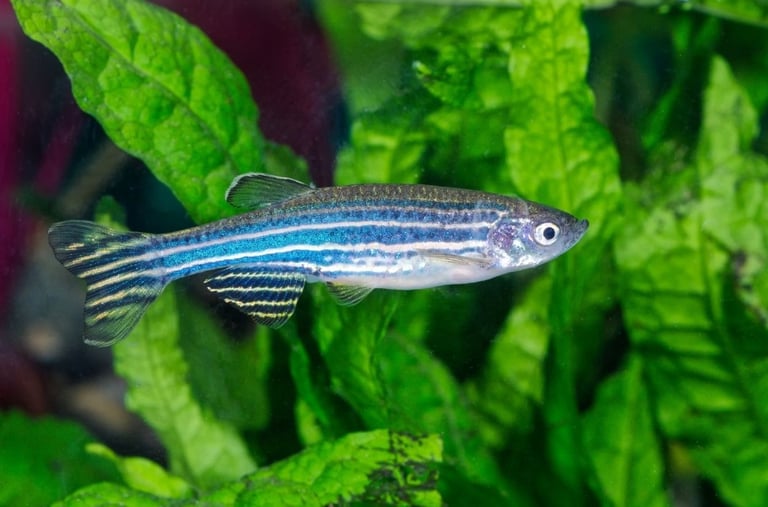 Studio-raised longfin blue danio displaying healthy scales and high color