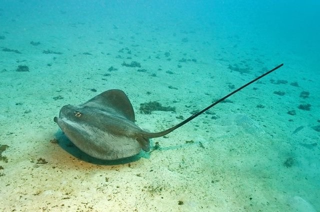 Stingray