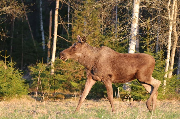 a moose