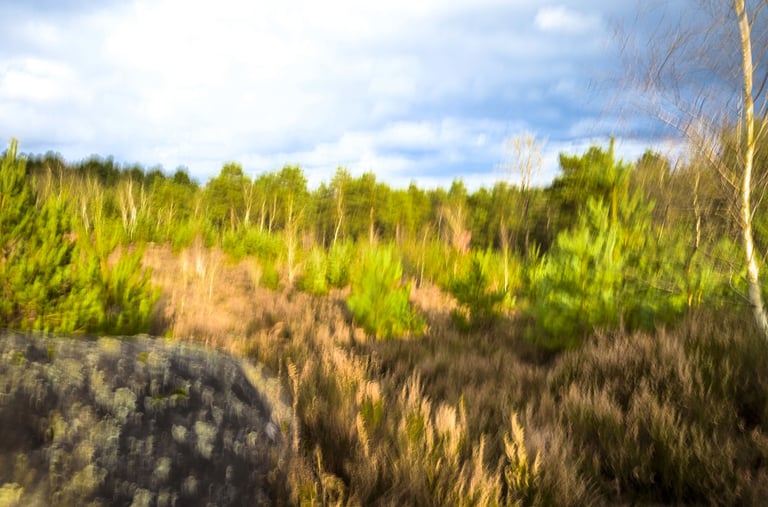 a blurry photo of a forest with a rock and a rock