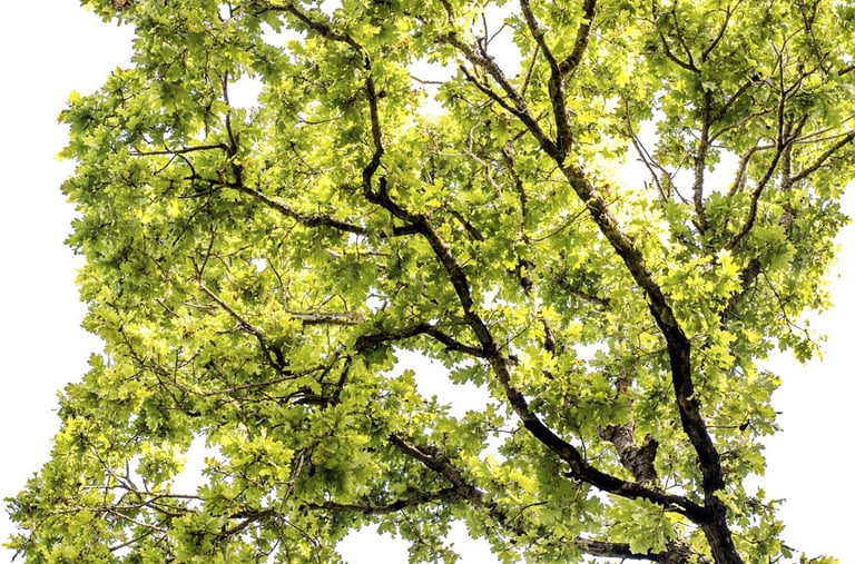 Low-angle view of green oak tree leaves and branches against a bright white sky background.