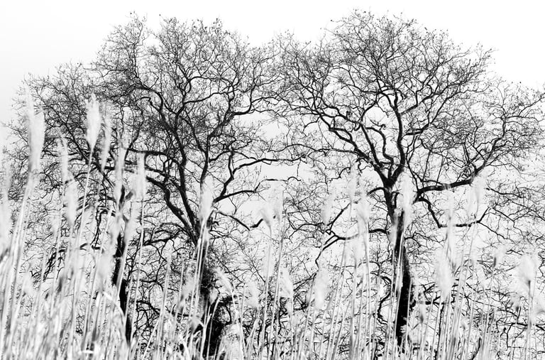 a black and white photo of a tree in a field