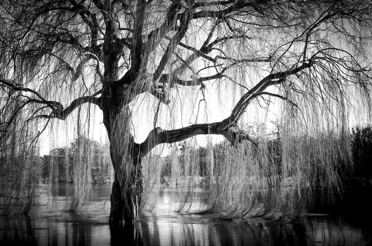 a tree in B&W