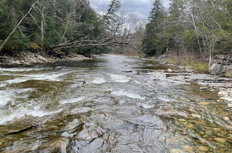a stream running through a forest with trees and rocks