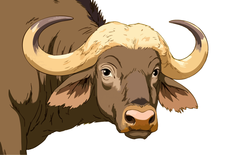Cape buffalo graphic art print, regarding the viewer with calm assessment.