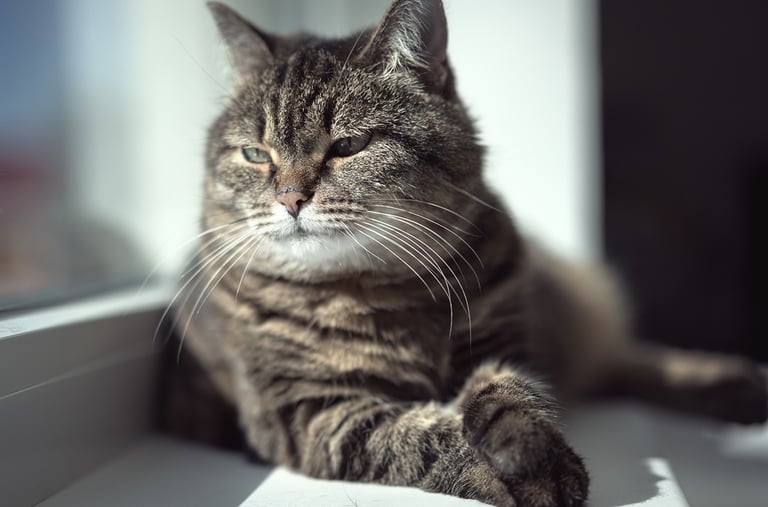 a cat is sitting on a window sill.