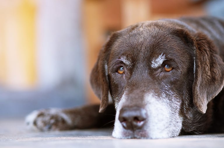a dog laying on the floor in a room.
