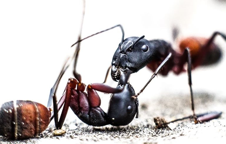 Deux fourmis