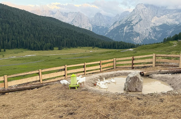 a group of ducks in a field with mountains in the background