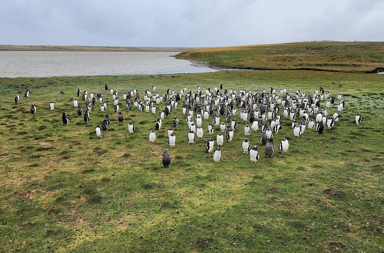 Penguins pose for Lady and The Pirate at Bluff Cove in the Falkland Islands