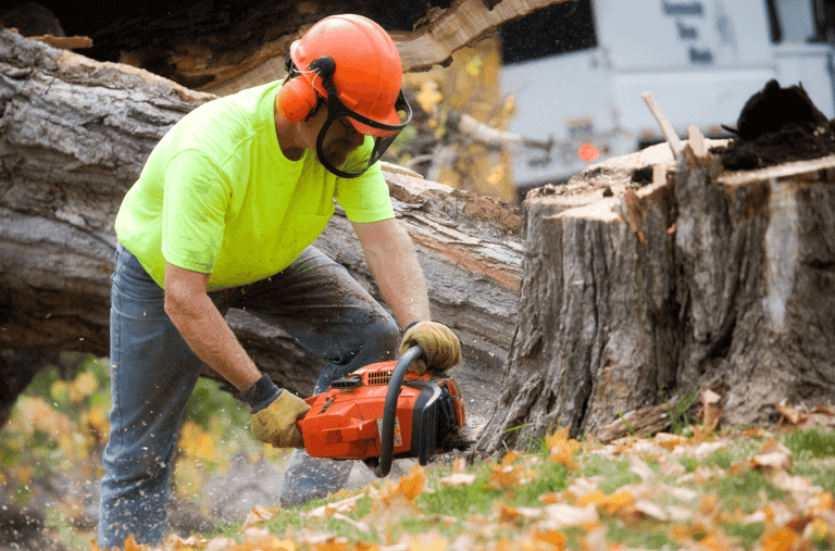 Tree Removal