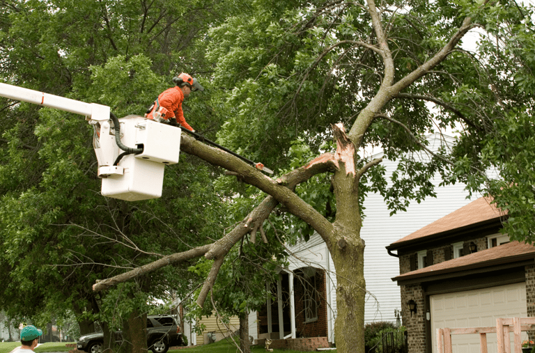 Emergency Tree Service