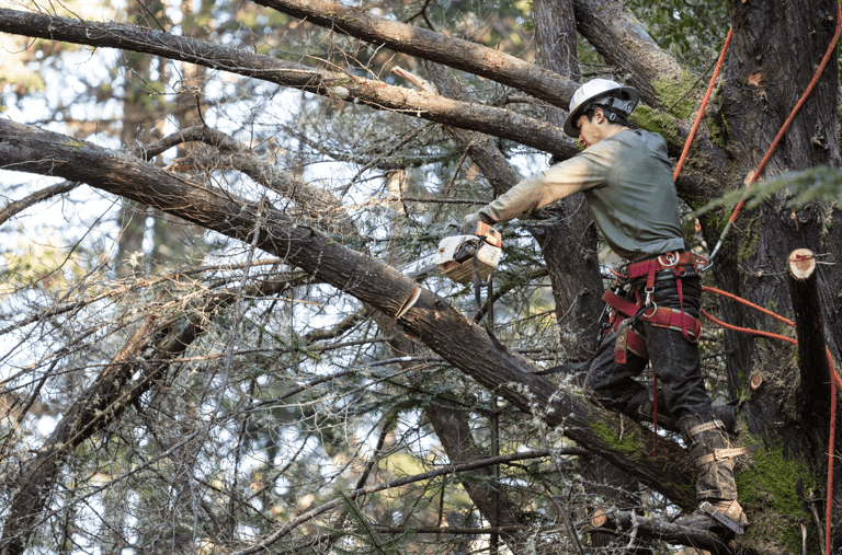 Tree Trimming