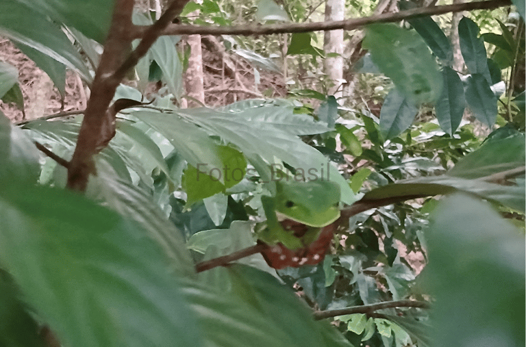 [Download] Uma pequena árvore na floresta e entre seus galhos uma perereca camuflada