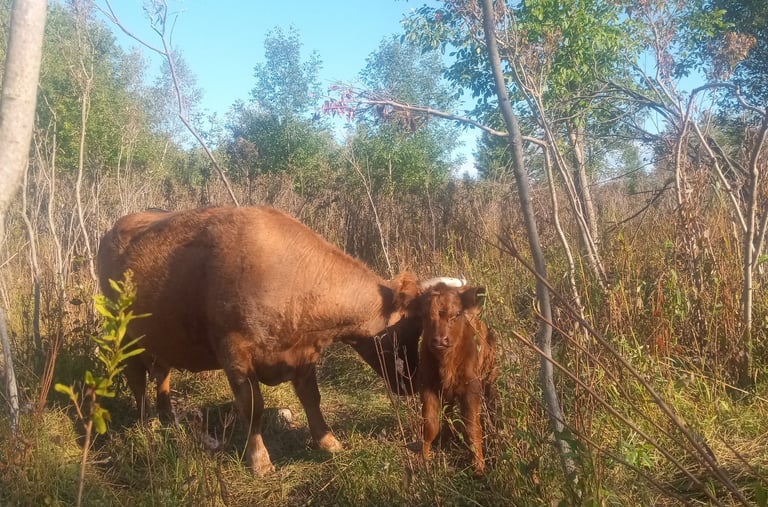 Mother Opa, a Scotch Highland cow, with her new calf, Chicory, born August 29th.