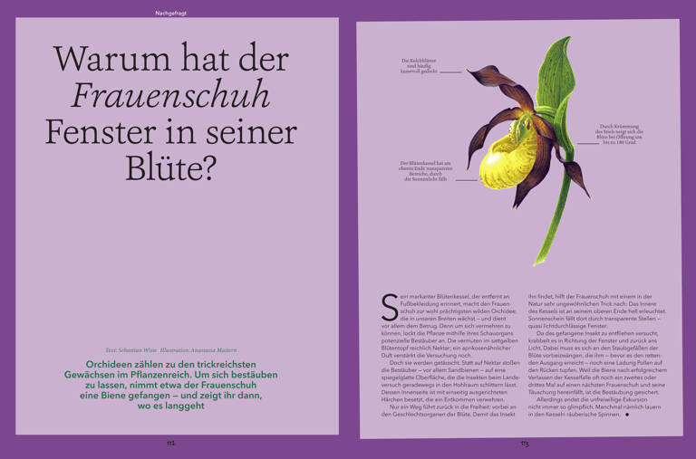 Lady's-slipper orchid illustration