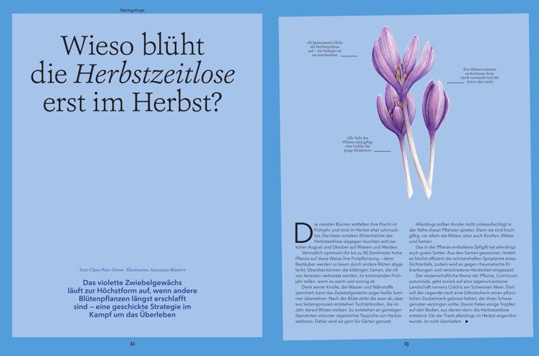 Autumn crocus illustration
