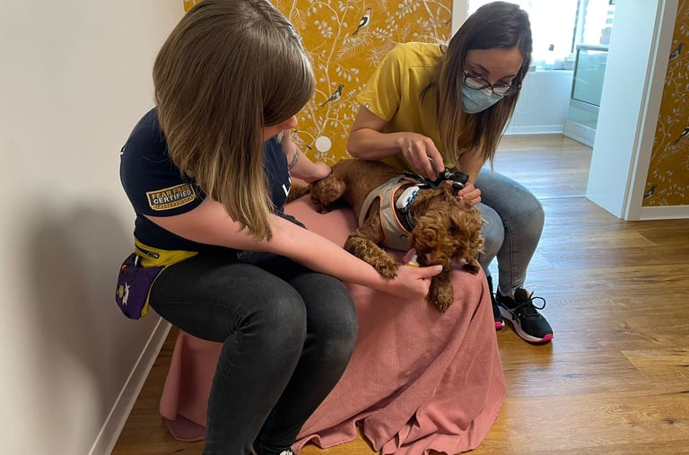 Lindsay Tonneau et Dr. Palleva travaillant à l'examination de Cooper.