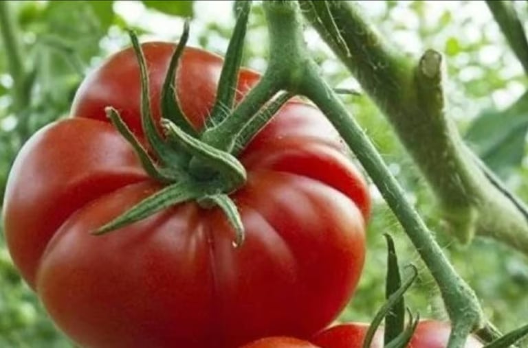 Ayaş Domatesi ve Scoville Acı Sos 