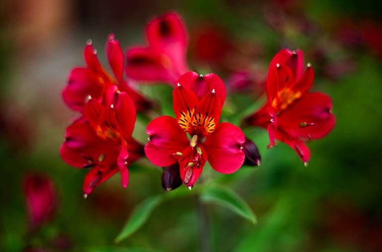 Vibrant red Alstroemeria Peruvian lilies blooming in a lush garden with a blurred green background.